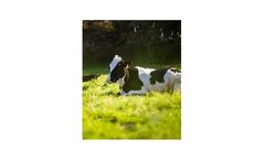 UZ-Min - Model CZF100 - Animal Feed Additive