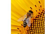 AgroRNA - Long dsRNA Synthesis Service