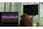 Monkey MindPong Picture-in-Picture - Video