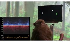 Monkey MindPong Picture-in-Picture - Video