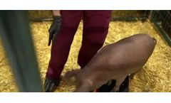 Brain Interfaces Device for Animal Care