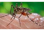 Sino-Agro - Model 22781–23–3 - Bendiocarb Insecticide