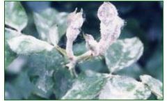Sino-Agro - Model 188425–85–6 - Boscalid Fungicide