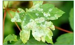 Sino-Agro - Model 60207-90-1 - Propiconazole Fungicide
