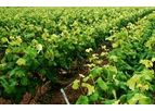 Sino-Agro - Model 77182-82-2 - Glufosinate Ammonium Herbicide