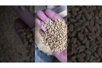 Wheat seed processing plant ambala - Video