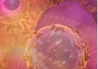 Lava - Model Vy9Vd2 - Gamma-Delta T Cells
