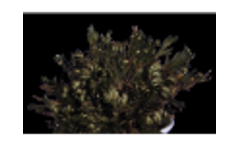 Trehalose at Work in Nature - Video