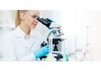 RepliGut - Human Stem Cell-Derived Platform