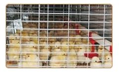 Layer Cages System