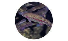 Ultrasonic Algae Control Solutions for Fish Hatcheries