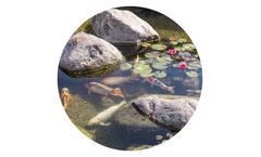Ultrasonic Algae Control Solutions for Decorative Ponds & Fountains