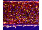 OrganoReady - Blood Vessel HUVEC