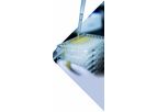 Assay Development and Technology Transfer to Expedite All Clinical Phases