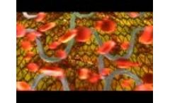 MGuard™ Animation - Video