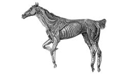 ODIN: Realising the power of Deep UV Raman spectroscopy to characterise equine synovial fluids