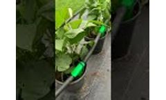 New Product From Roots- D-RZTO - Video