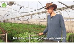 Farmer Testimonial on Roots` RZTO Technology Effect on Alstroemeria Flower - Video