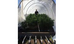 Root Zone Temperature Optimization for Cannabis