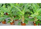 Fibertex - Nonwoven Bedding