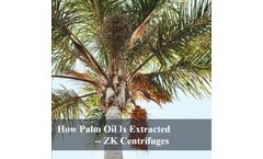 How Palm Oil Is Extracted