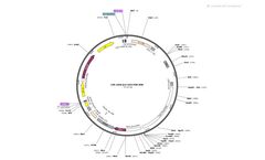 Cellomics - Model CAG, BSD- LVR-1020 - Lentiviral Vector - Brochure