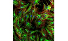 Cellomics - Model EZ - Transfx Transfection Reagent