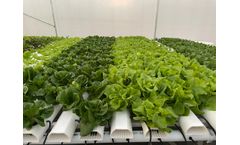 NFT Hydro Commercial Hydroponic Project 