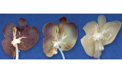 Perfusion Decellularization Technology
