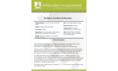 44-362-0100 - Rabbit Anti-Rat IgG Secondary Antibody Datasheet