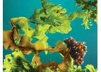 Seaweed