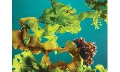 Seaweed