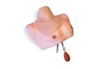 CentraLineMan - Model CLM-50 - Central Venous Catheterization Training Solution