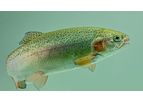 Aller-Aqua - Fish Feed for Organic Production