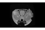 MRI Histology of the Rat Brain - Video