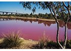 In-Situ - Model Aqua TROLL Multiparameter Sonde - Harmful algal bloom monitoring