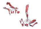 3B Scientific - Anatomy Set Life-Sized Muscled Arm & Leg Luxury