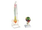 3B Scientific - Anatomy Set Didactic Skull & Spine