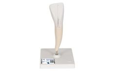 3B Scientific - Model D10 Series - Lower Incisor Human Tooth