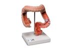 3B Scientific - Smart Anatomy