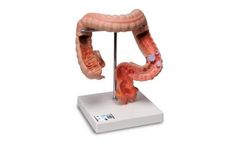 3B Scientific - Smart Anatomy