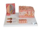3B Scientific - Model MICROanatomy - Human Tongue Model - 3B Smart Anatomy