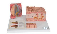 3B Scientific - Model MICROanatomy - Human Tongue Model - 3B Smart Anatomy