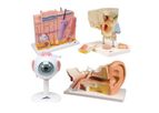 3B Scientific - Anatomy Set Senses