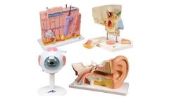 3B Scientific - Anatomy Set Senses