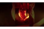 Ultrasound compatible `Beating Heart Phantom` - Video