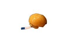 TPS - Customized Adult Brain phantom for Multipurpose