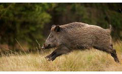 Get the Pig Brig Trap System - the Easiest, Most Effective Feral Pig Trap