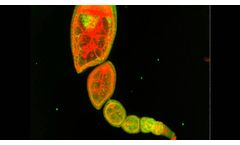 Drosophila Embryo - Video