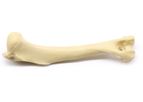 PH Orthcom - Model PHM-T01 - Canine Tibia Model